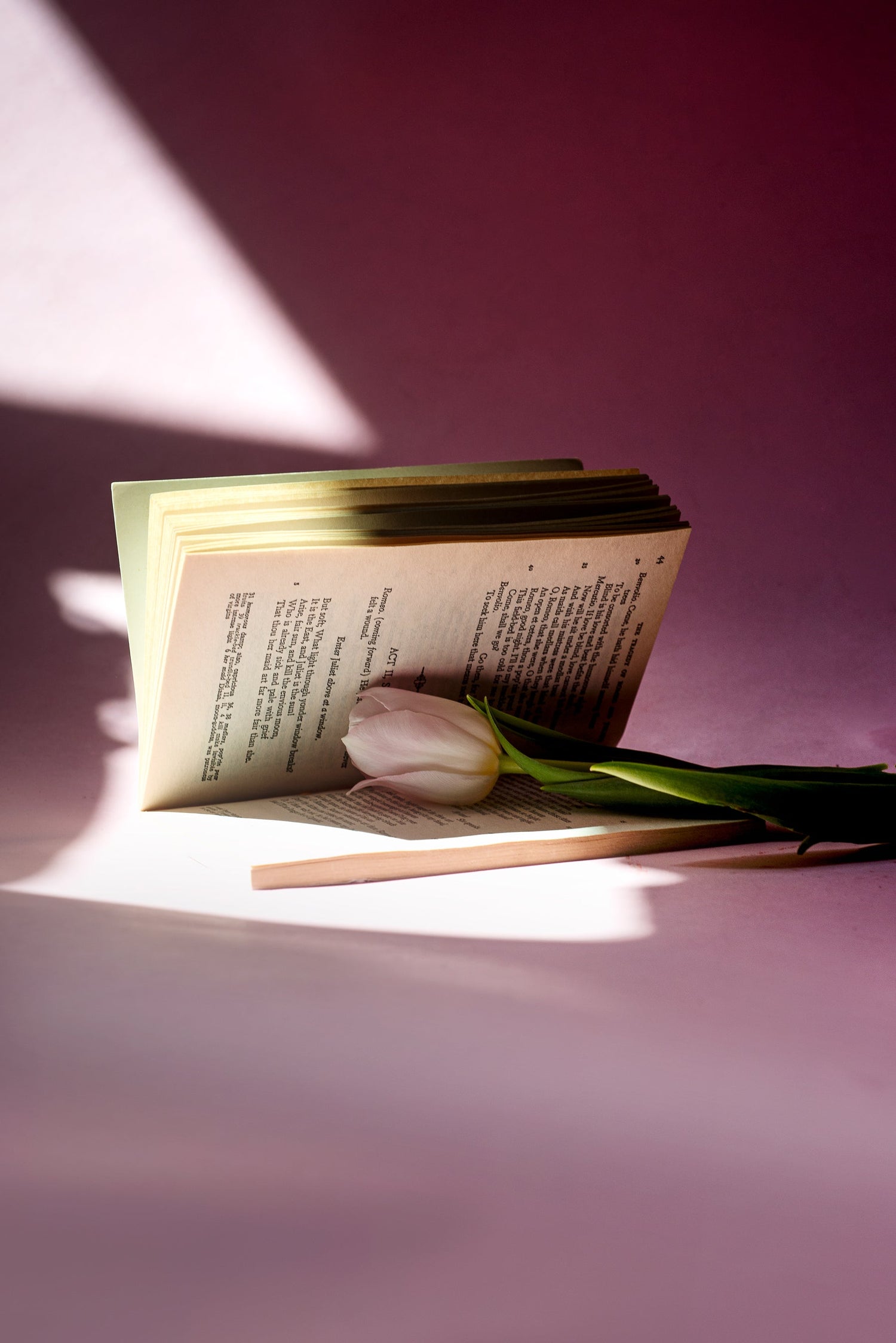 Open Book with Pink Tulip inside against pink background
