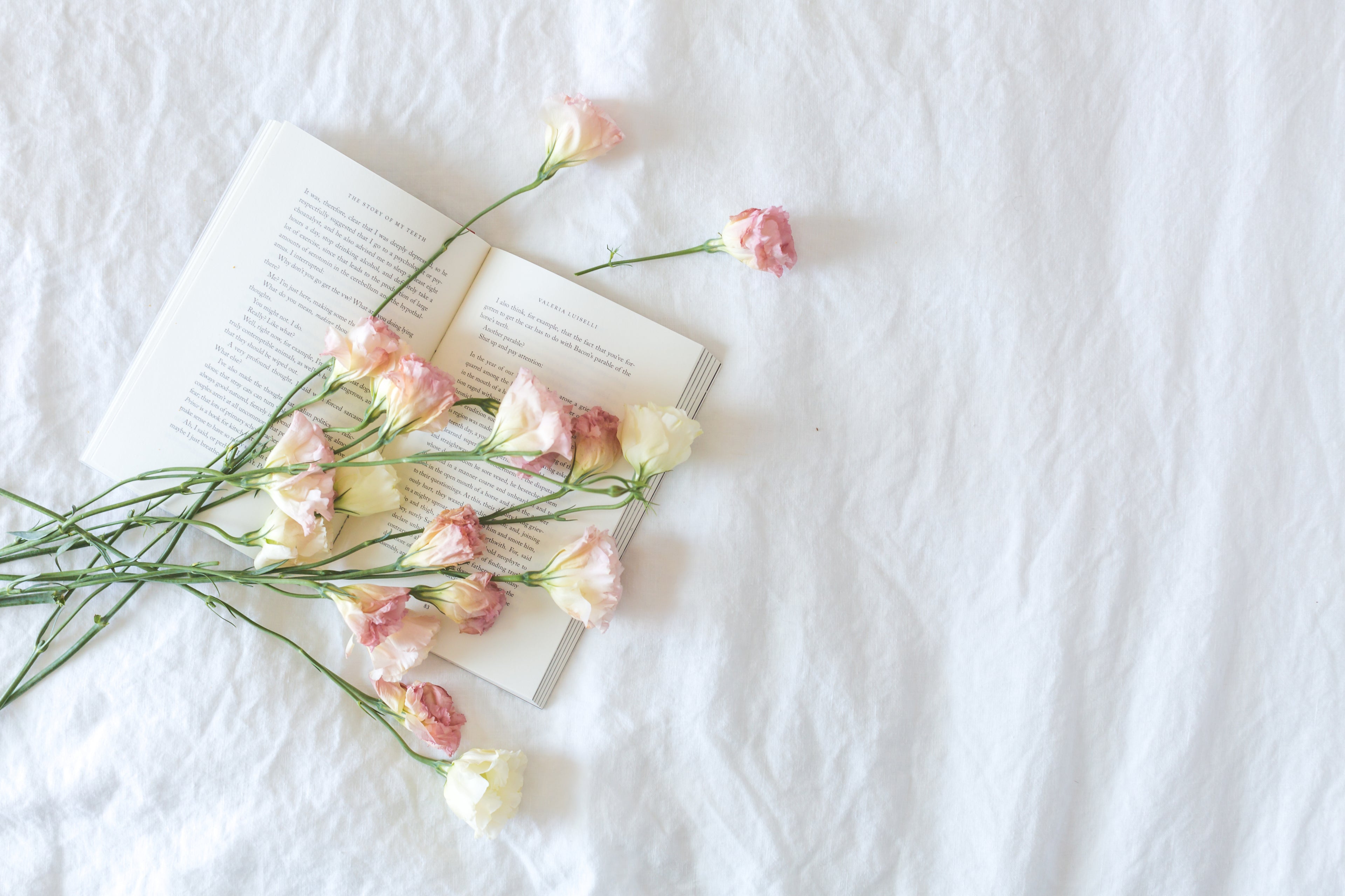 Open Book On White Background with pink roses on top